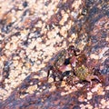 Two shore crabs sitting on a rock at the beach.