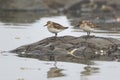 Two Semipalmated Sandpipers on rock with reflection in water