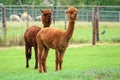 Two brown alpacas in a paddock