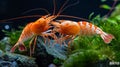 Two shrimp are fighting over a rock in the water, AI Royalty Free Stock Photo