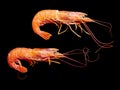 Two Shrimp over a black background Royalty Free Stock Photo