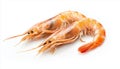 Two Shrimps isolated on white background Royalty Free Stock Photo