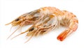 Two Shrimps isolated on white background Royalty Free Stock Photo