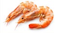 Two Shrimps isolated on white background Royalty Free Stock Photo