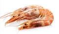 Two Shrimps isolated on white background Royalty Free Stock Photo