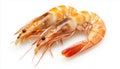 Two Shrimps isolated on white background Royalty Free Stock Photo