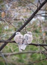 Two shriveling pigeons (Columba livia domestica) sitting on the braches of a tree Royalty Free Stock Photo