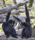 Two Siamangs in Conversation Royalty Free Stock Photo