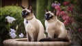 Two Siamese cats with blue eyes sitting in the garden.