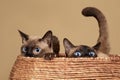 Two Siamese cats in a woven basket, brown fur, blue eyes, close-up image, clean background Royalty Free Stock Photo