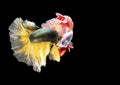 Two Siamese fighting fish in action, closed-up with black background, DUAL ISO technique. Red betta f