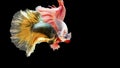 Two Siamese fighting fish in action, closed-up with black background, DUAL ISO technique. Red betta f