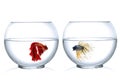 Two Siamese fighting fish in fish bowl , in front of white background Royalty Free Stock Photo