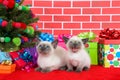 Two Siamese kittens by christmas tree Royalty Free Stock Photo