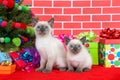 Two Siamese kittens by christmas tree Royalty Free Stock Photo