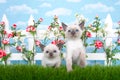 Two Siamese kittens in a garden