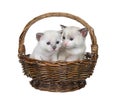 Two baby siamese kittens in wicker basket isolated Royalty Free Stock Photo