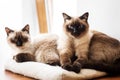 Two siamese like cats resting on a pillow