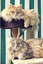 Two Siberian cats on their loved cat tree. Royalty Free Stock Photo