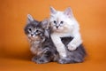 Two Siberian fluffy kitten