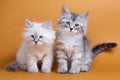 Two Siberian furry kitten Royalty Free Stock Photo