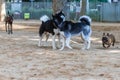 Two Siberian Huskies playing in the park