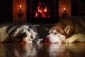 Two Siberian huskies are resting by warm fireplace with burning logs. Logs fire burns brightly in the old tiled fireplace.