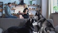 Two siberian huskies are sitting on the couch. Man and woman talking in the kitchen on the background of huskies