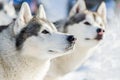 Two siberian husky dog outdoor face portrait. Sled dogs race training in cold snow weather. Strong, cute and fast purebred dog for Royalty Free Stock Photo