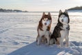 Two Siberian Husky dogs look forward carefully. Husky dogs black, red and white coat color. Snowy white background. Winter Sunset. Royalty Free Stock Photo