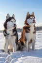 Two Siberian Husky dogs look forward. Snowy winter background with blue sky.