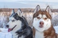 Two Siberian Husky dogs looks around. Husky dogs has black, brown and white coat color. Close up. Winter sunset. Royalty Free Stock Photo