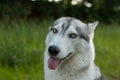 Two Siberian Husky dogs looks around. Husky dogs has black and white coat color. Snowy white background. Close up