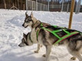 Two Siberian Husky dogs looks around and wait for the racing. Husky dogs has black and white coat color. Snowy white background. Royalty Free Stock Photo