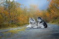 Two Siberian Husky dogs are lying on the road Royalty Free Stock Photo