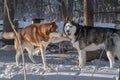 Two Siberian husky dogs play on snow in Sunny winter forest. Royalty Free Stock Photo