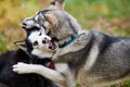 Two Siberian Husky dogs playing together outdoor, funny Siberian Husky dogs close up Royalty Free Stock Photo