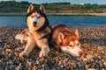 Two siberian husky dogs on the shore. Portrait on the summer beach.