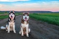 Two Siberian husky dogs sit on a dirt road in the middle of the green fields. Evening landscape with cute pets.