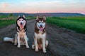 Two Siberian husky dogs sit on a dirt road in the middle of the green fields. For life design. Copy space.