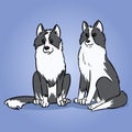 Two Siberian Husky or Laika Dogs. Cute dogs illustration. Domestic animal or pet with black and white coat in cartoon style