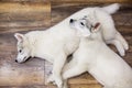 Two Siberian husky puppies at home lying on the floor. lifestyle with dog Royalty Free Stock Photo