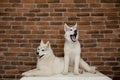 Two Siberian husky puppies at home sit and play. lifestyle with dog