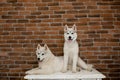 Two Siberian husky puppies at home sit and play. lifestyle with dog