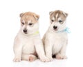 Two Siberian Husky puppies sitting in front. isolated on white Royalty Free Stock Photo