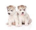 Two Siberian Husky puppies sitting in front. isolated on white Royalty Free Stock Photo