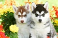 Two Siberian husky puppy dog in flowers Royalty Free Stock Photo