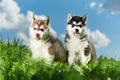 Two Siberian husky puppy on grass Royalty Free Stock Photo