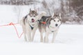 Two gray siberian husky sled dogs drive a sleigh together in the snow field in winter