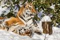Two siberian tiger, Panthera tigris altaica, male and female cuddling, outdoors in the snow. Royalty Free Stock Photo